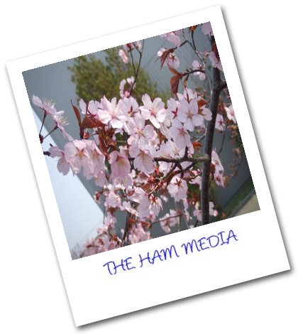 THE HAM MEDIA ALBUM